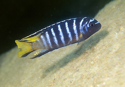 Chindongo sp. 'elongatus masimbwe' Masimbwe Island